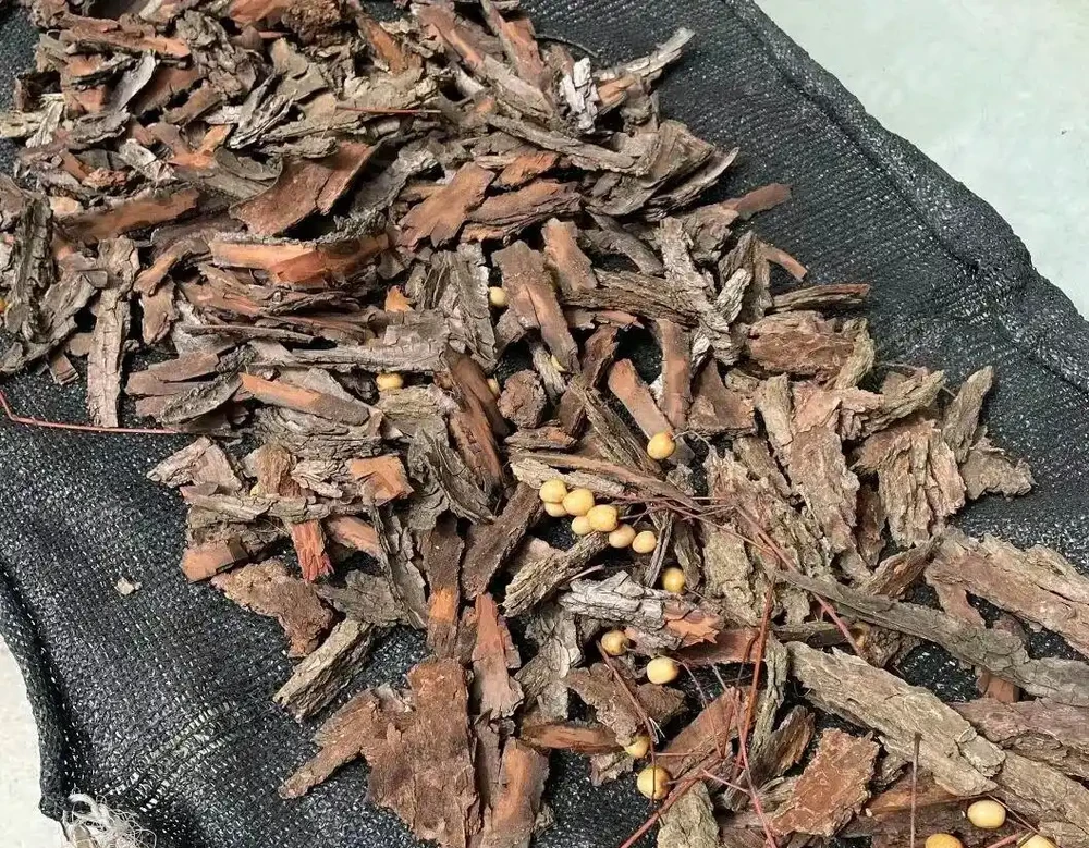 花盆底墊7樣「大寶貝」,植物瘋長不腐根,別傻傻只澆水了