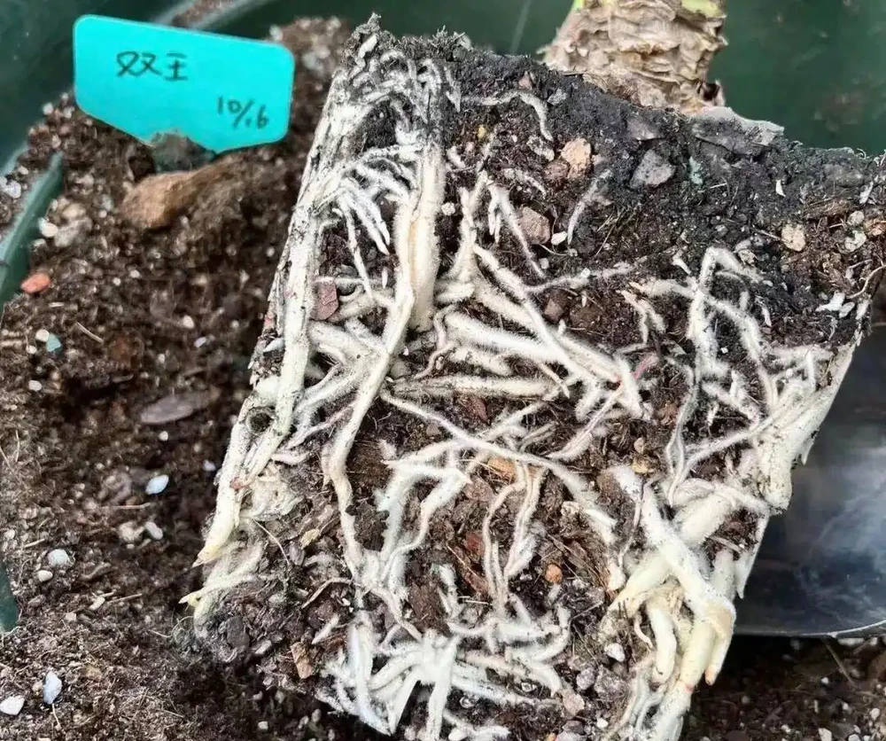 花盆底墊7樣「大寶貝」,植物瘋長不腐根,別傻傻只澆水了