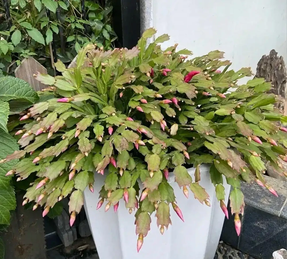 客廳別亂養花!這7種好看好養、健康吉祥,旺人旺宅