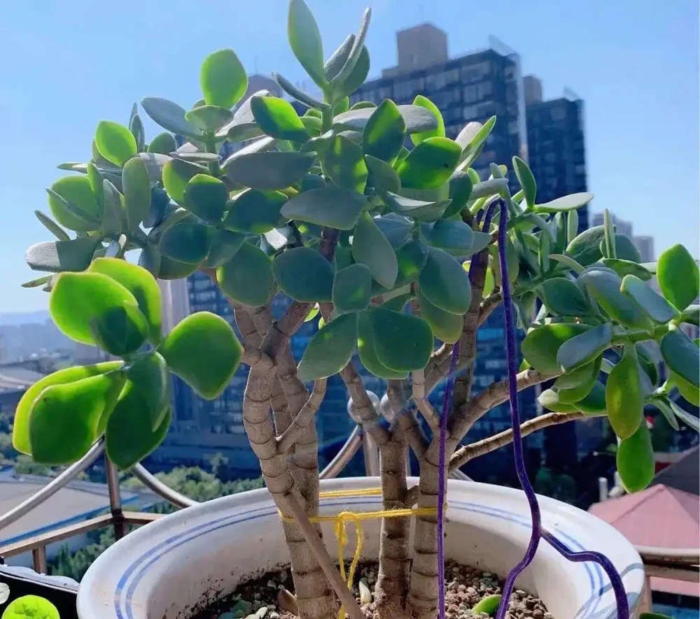 客廳別亂養花!這7種好看好養、健康吉祥,旺人旺宅