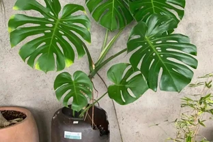 客廳別亂養花！這7種好看好養、健康吉祥，旺人旺宅