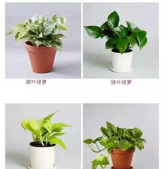 一張圖看清黃金葛家族：從青葉到珍珠玉的進階手冊