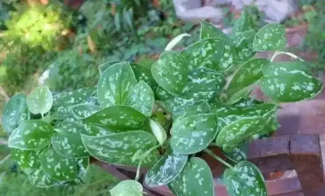 一張圖看清黃金葛家族：從青葉到珍珠玉的進階手冊