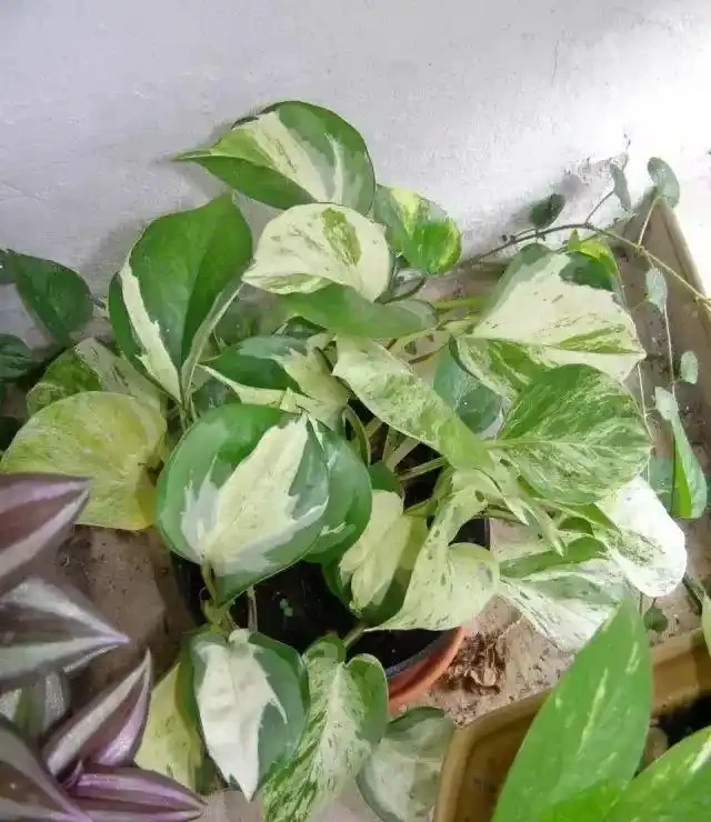 一張圖看清黃金葛家族：從青葉到珍珠玉的進階手冊