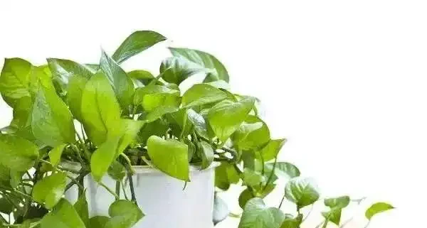 一張圖看清黃金葛家族：從青葉到珍珠玉的進階手冊