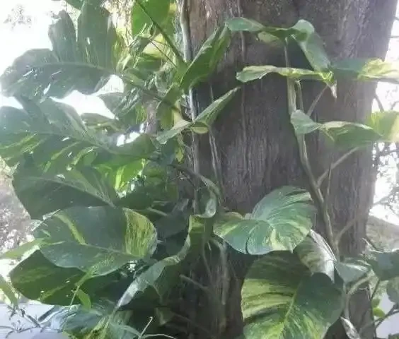 一張圖看清黃金葛家族：從青葉到珍珠玉的進階手冊