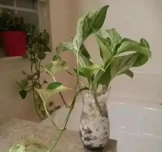 一張圖看清黃金葛家族：從青葉到珍珠玉的進階手冊