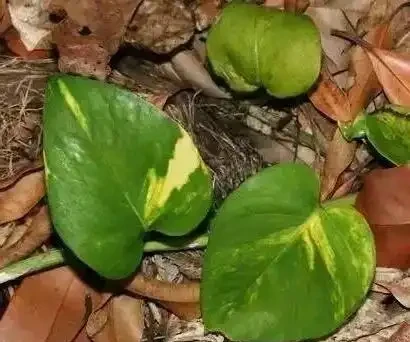 一張圖看清黃金葛家族：從青葉到珍珠玉的進階手冊