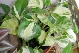 一張圖看清黃金葛家族：從青葉到珍珠玉的進階手冊