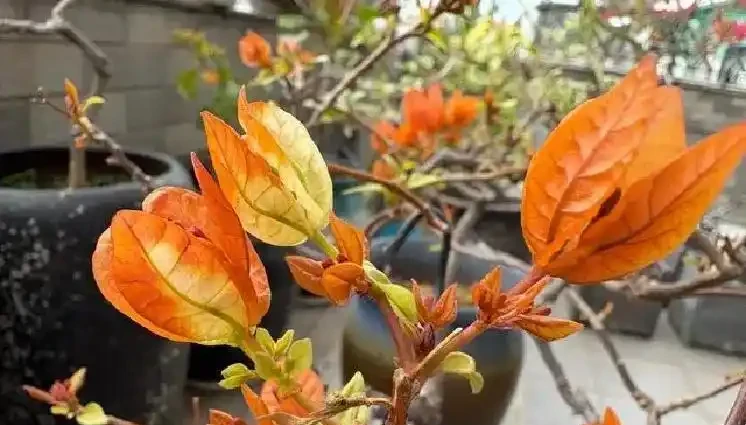多養幾種九重葛的驚喜:此花不開彼花開,一年四季都在開花期