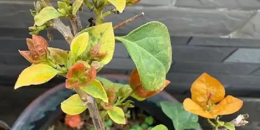 多養幾種九重葛的驚喜:此花不開彼花開,一年四季都在開花期