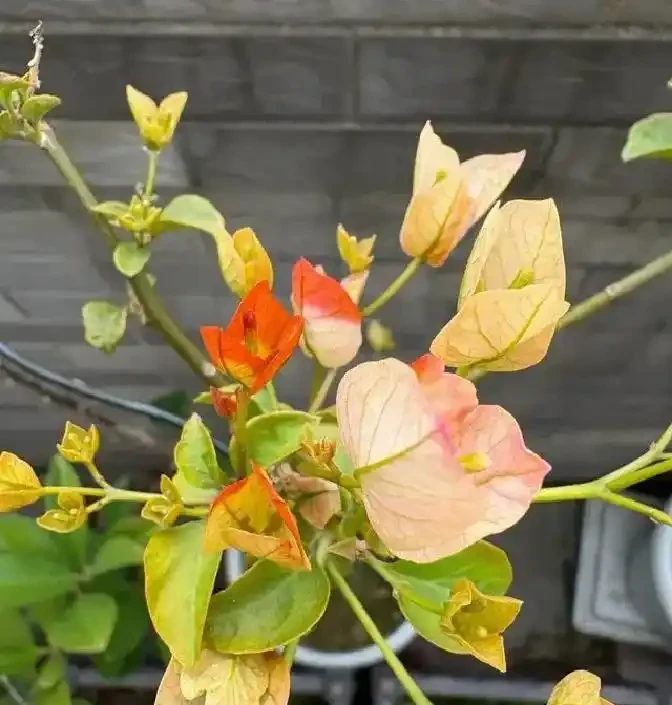 多養幾種九重葛的驚喜:此花不開彼花開,一年四季都在開花期