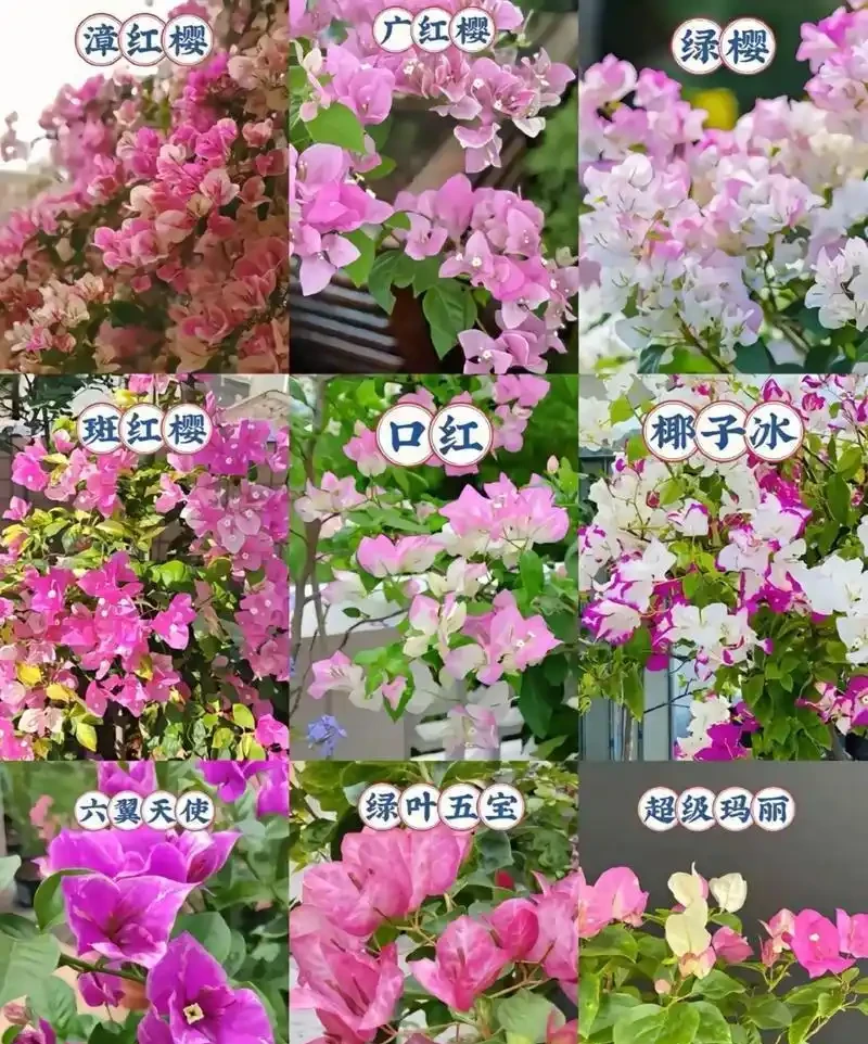 多養幾種九重葛的驚喜:此花不開彼花開,一年四季都在開花期