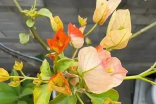 多養幾種九重葛的驚喜：此花不開彼花開，一年四季都在開花期