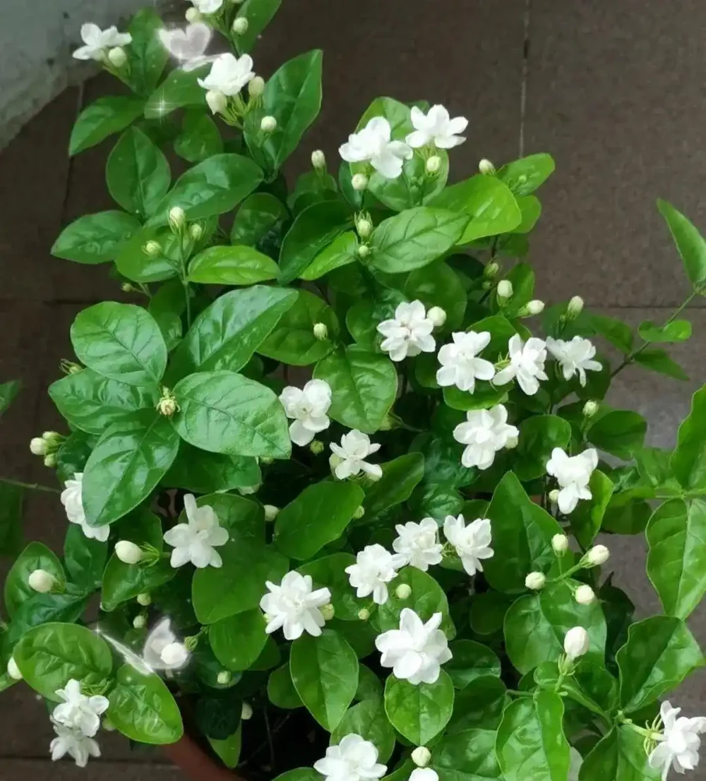 白醋一澆長瘋了！這5種「醋罈子」花，喂一勺瘋長不黃葉，花越開越旺！