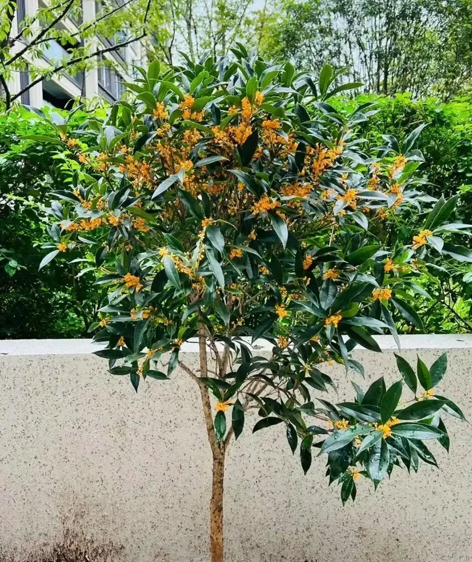 白醋一澆長瘋了！這5種「醋罈子」花，喂一勺瘋長不黃葉，花越開越旺！