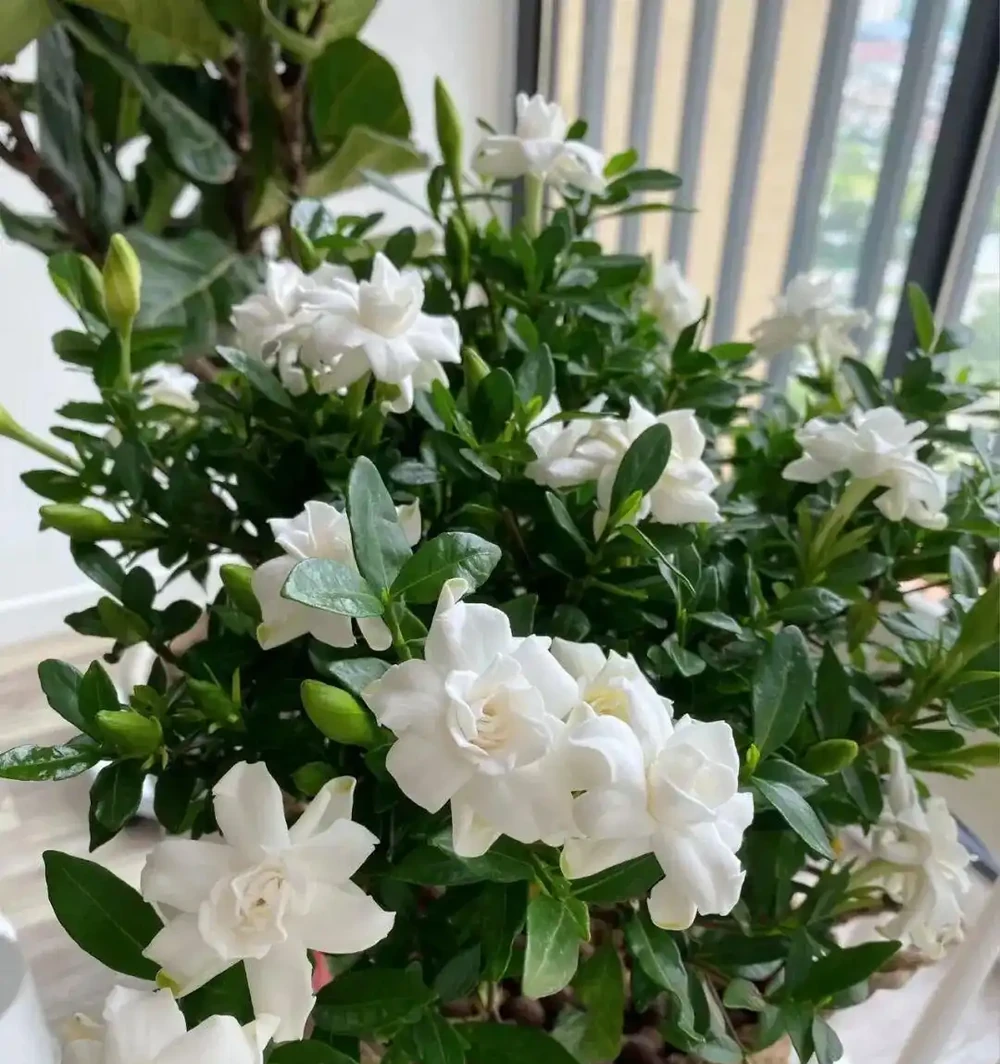 白醋一澆長瘋了！這5種「醋罈子」花，喂一勺瘋長不黃葉，花越開越旺！