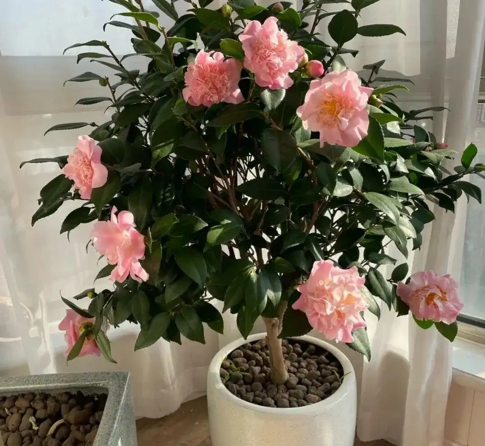 白醋一澆長瘋了！這5種「醋罈子」花，喂一勺瘋長不黃葉，花越開越旺！