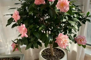 白醋一澆長瘋了！這5種「醋罈子」花，喂一勺瘋長不黃葉，花越開越旺！