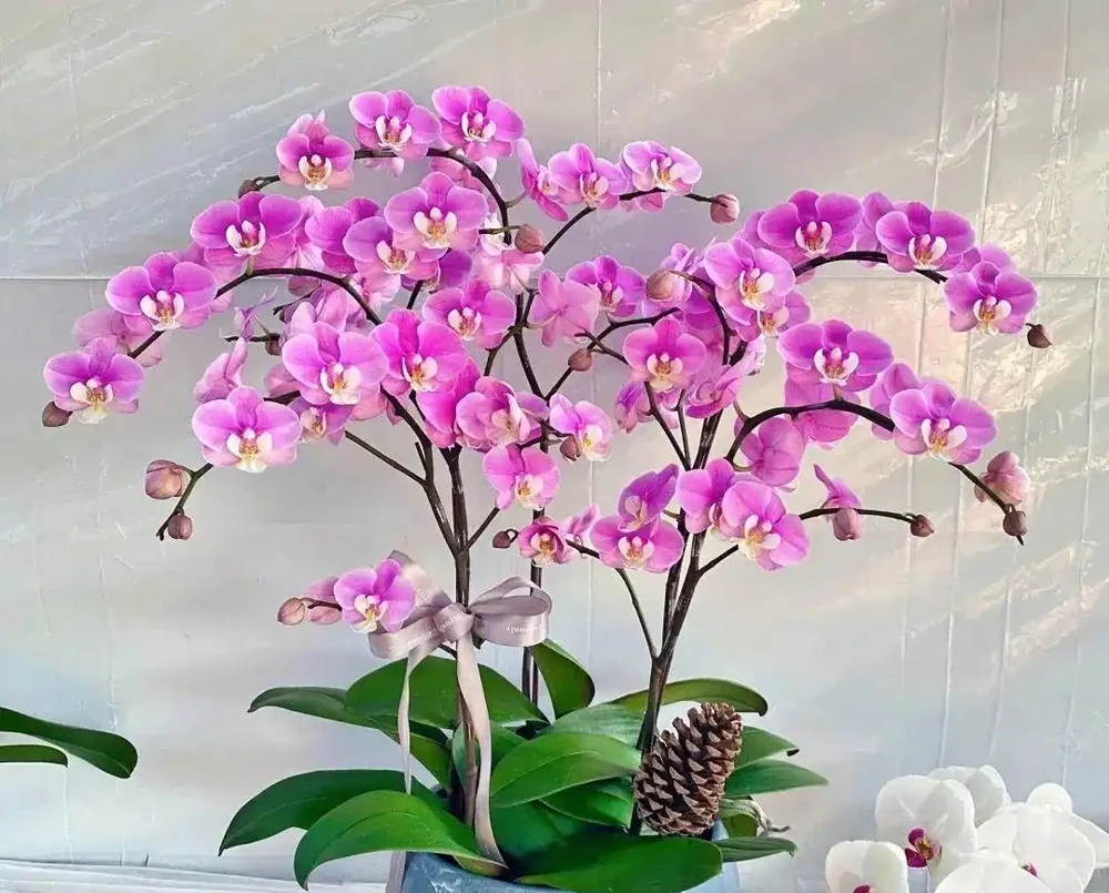 5種花喜歡住小盆,花盆越大越不愛開花!