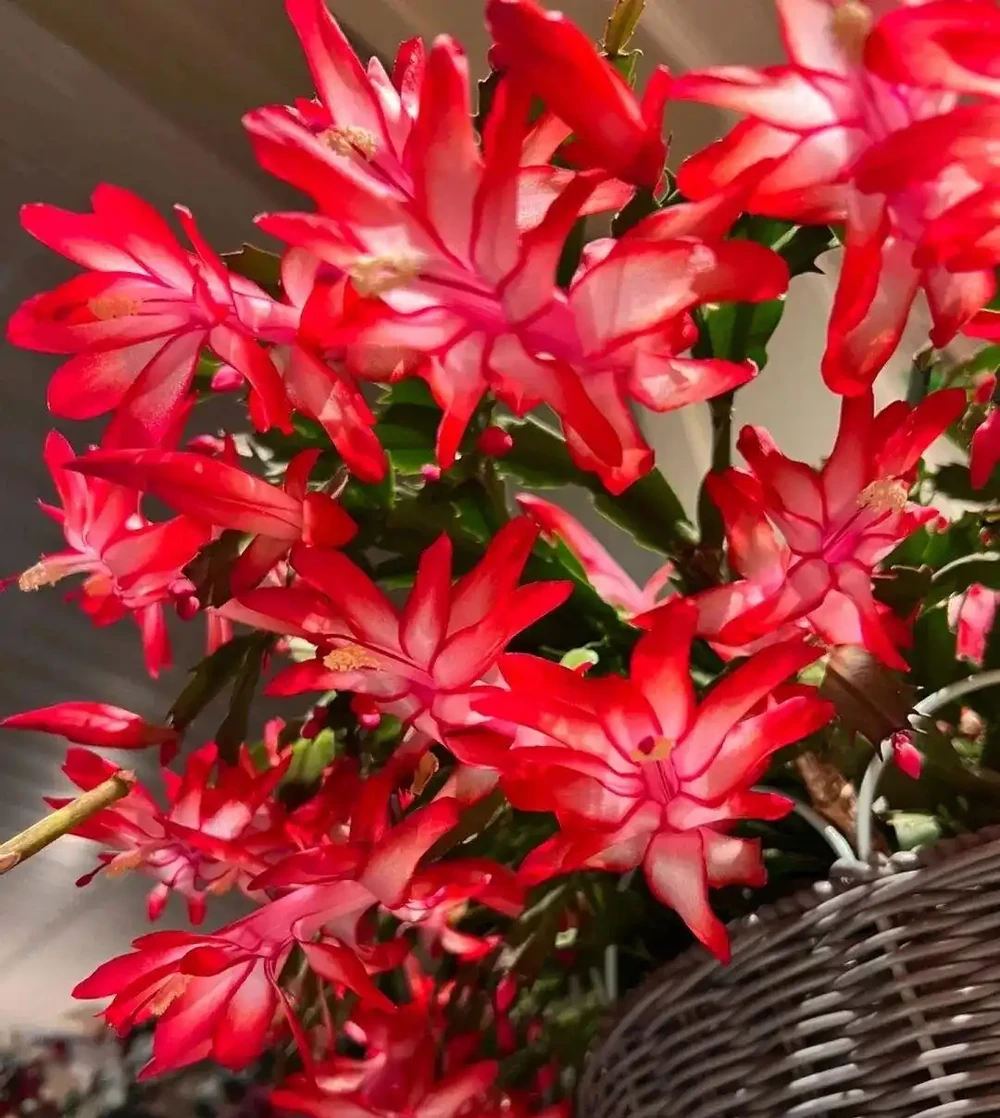 5種花喜歡住小盆,花盆越大越不愛開花!