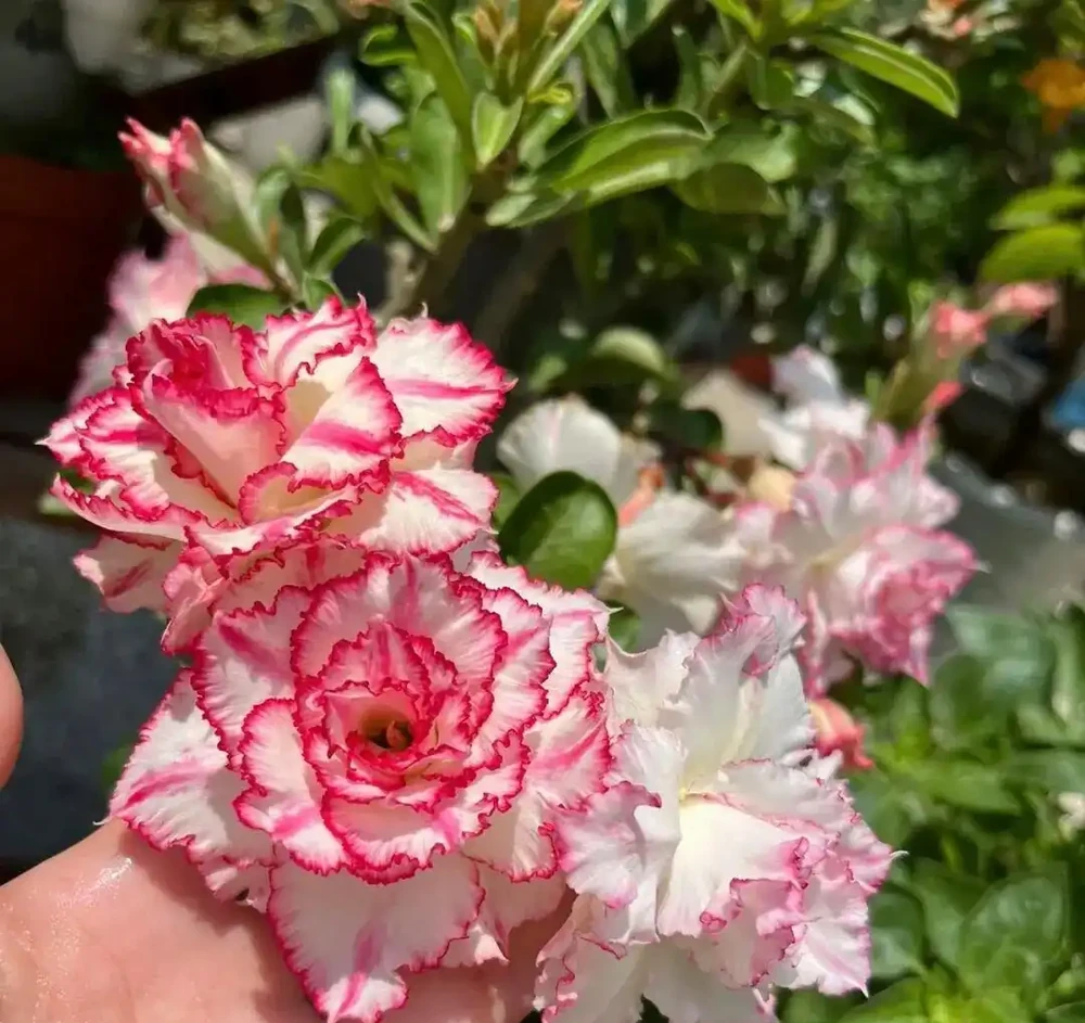 5種花喜歡住小盆,花盆越大越不愛開花!