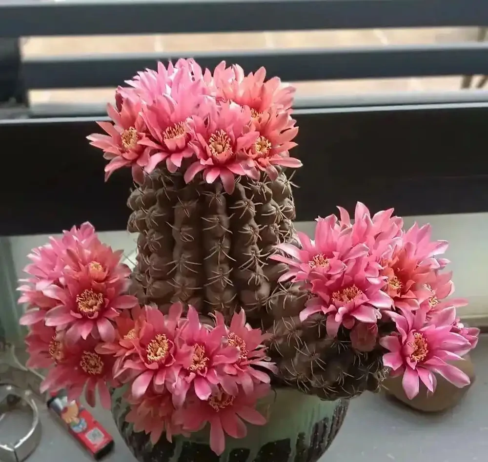 5種花喜歡住小盆,花盆越大越不愛開花!