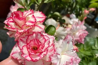 5種花喜歡住小盆，花盆越大越不愛開花！