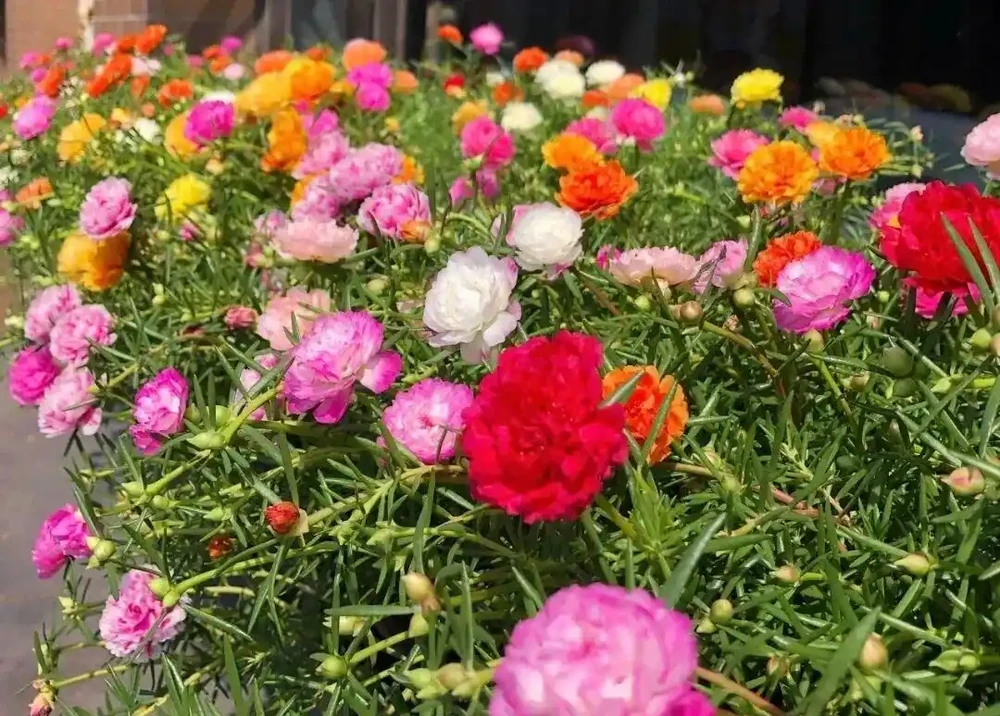懶人必養!8種花一開大半年,最後一種全年開花不缺席!