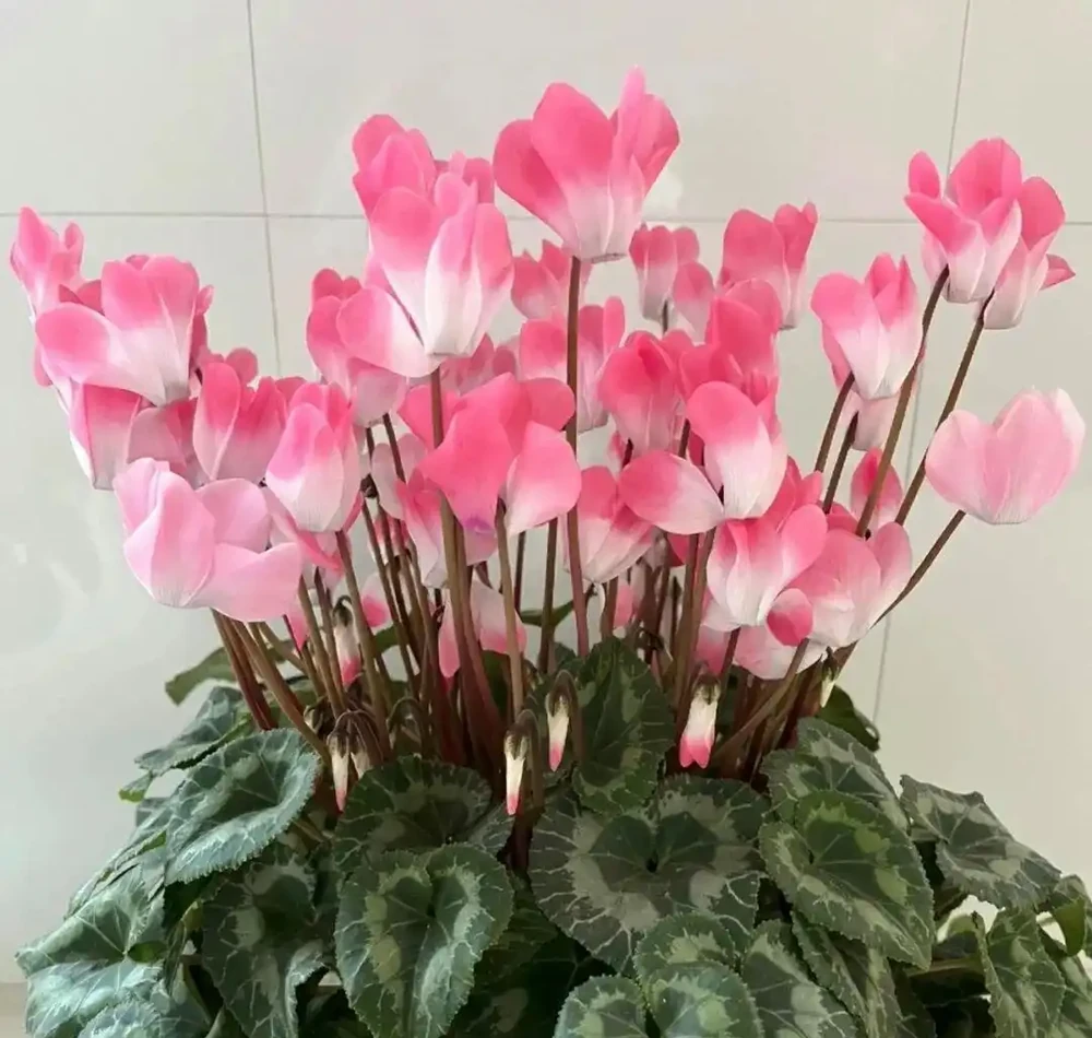 懶人必養!8種花一開大半年,最後一種全年開花不缺席!