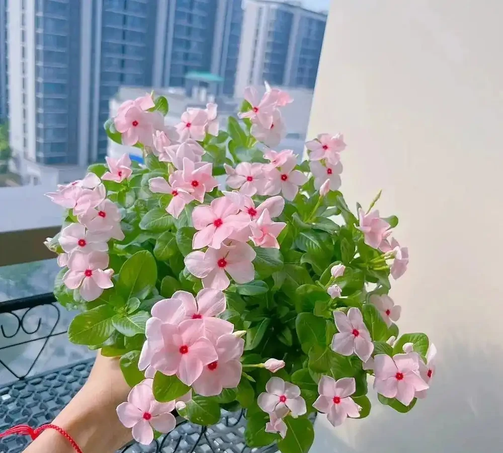 懶人必養!8種花一開大半年,最後一種全年開花不缺席!