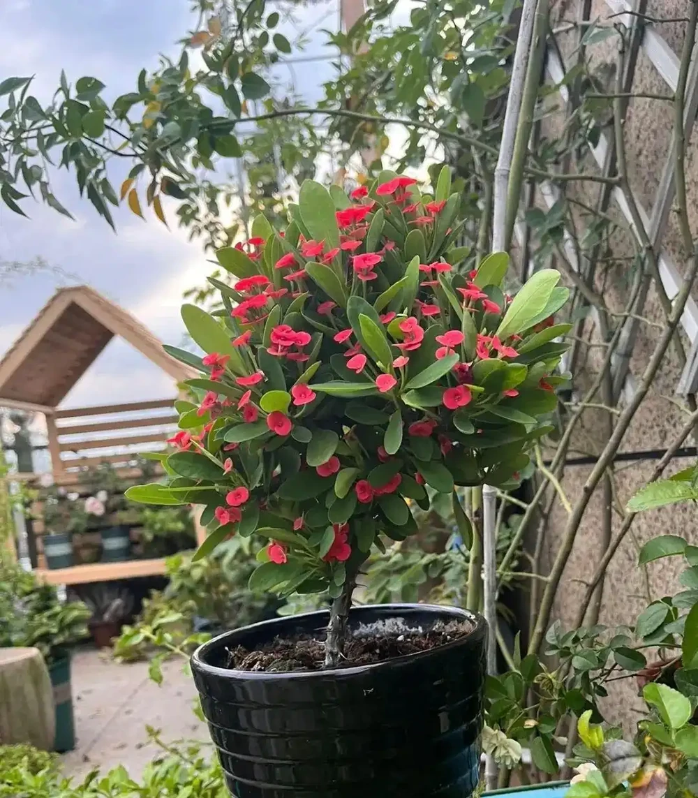 懶人必養!8種花一開大半年,最後一種全年開花不缺席!