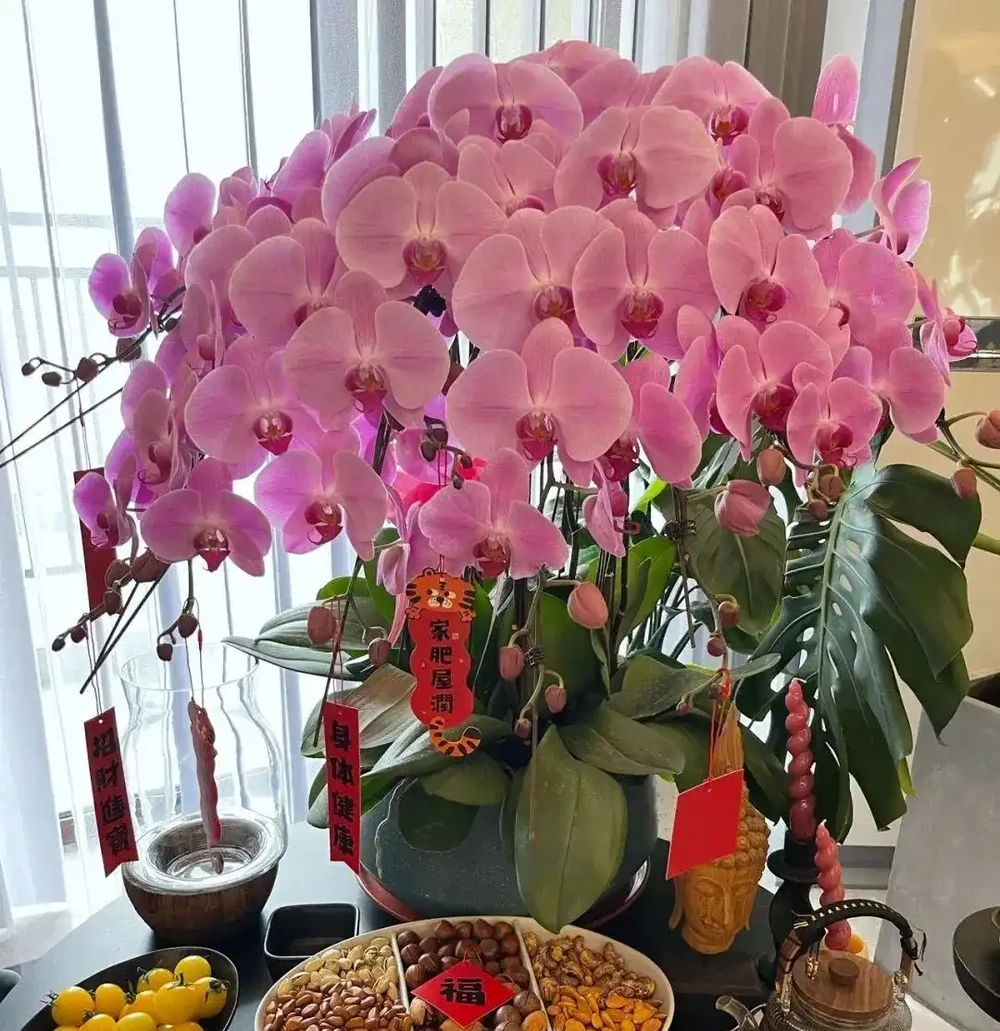 懶人必養!8種花一開大半年,最後一種全年開花不缺席!