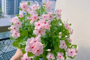 懶人必養！8種花一開大半年，最後一種全年開花不缺席！