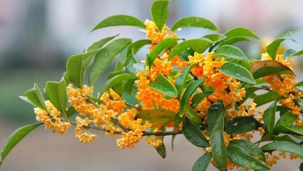 家裡養這8款芳香花,清馨不嗆鼻,連香水都省啦!