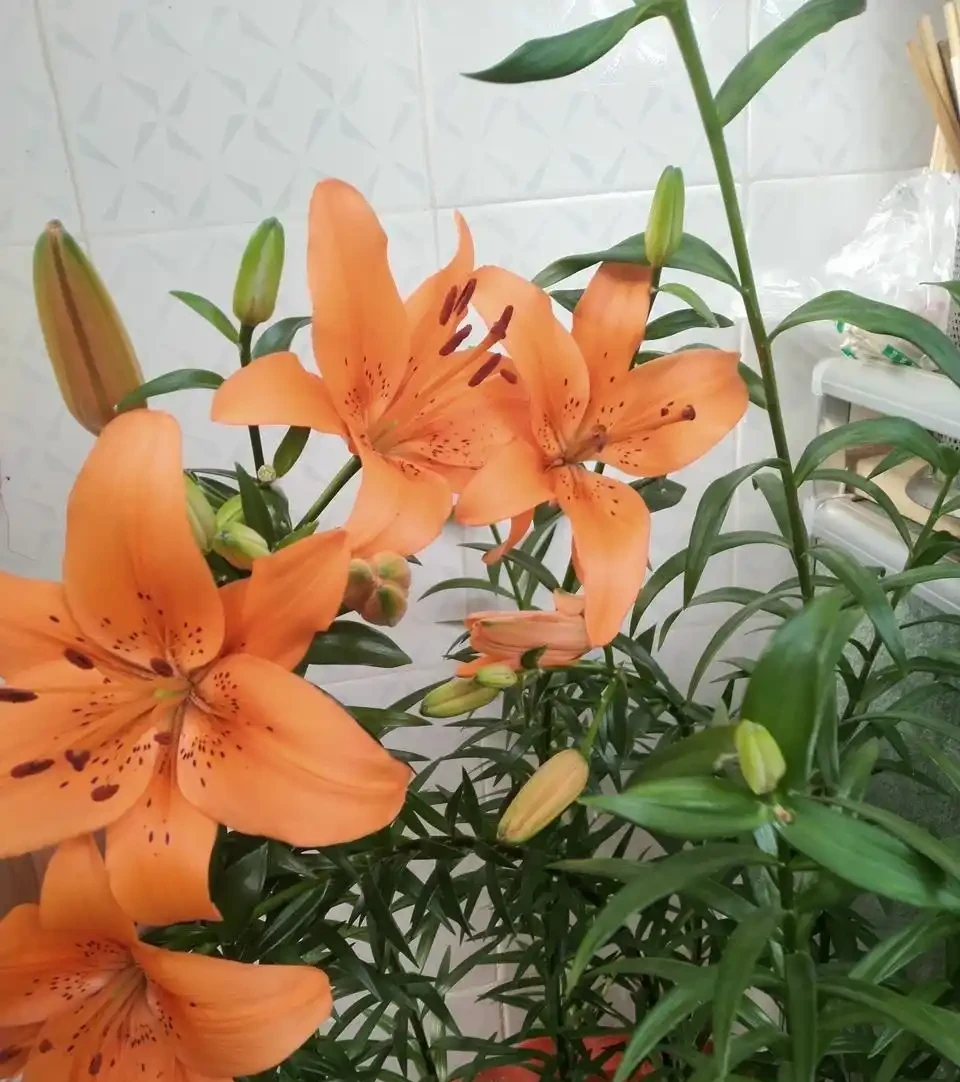 家裡養這8款芳香花,清馨不嗆鼻,連香水都省啦!