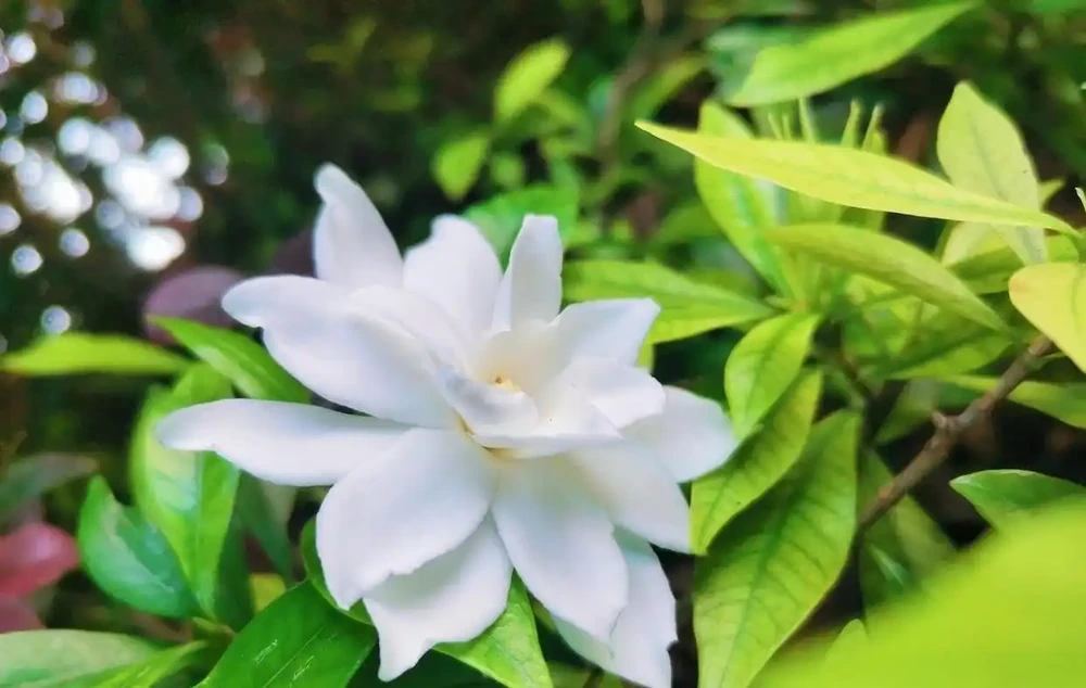 家裡養這8款芳香花,清馨不嗆鼻,連香水都省啦!