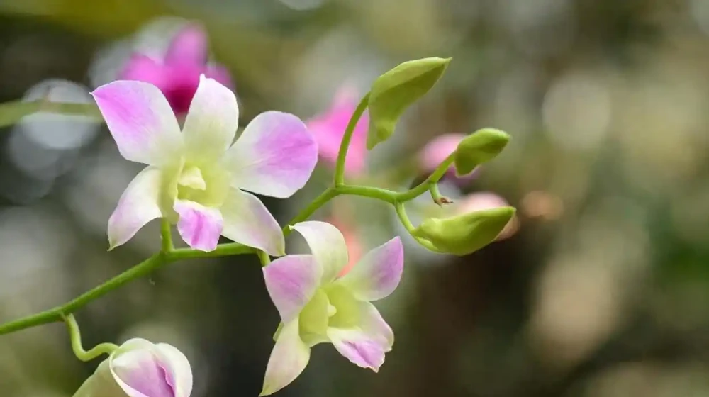 家裡養這8款芳香花,清馨不嗆鼻,連香水都省啦!