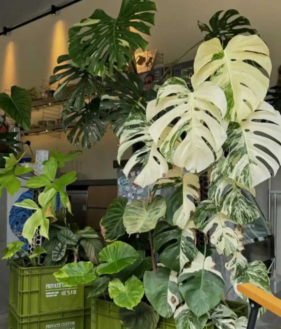 養了3年的龜背芋,大到可以當「窗簾」,網友:這個真的牛!