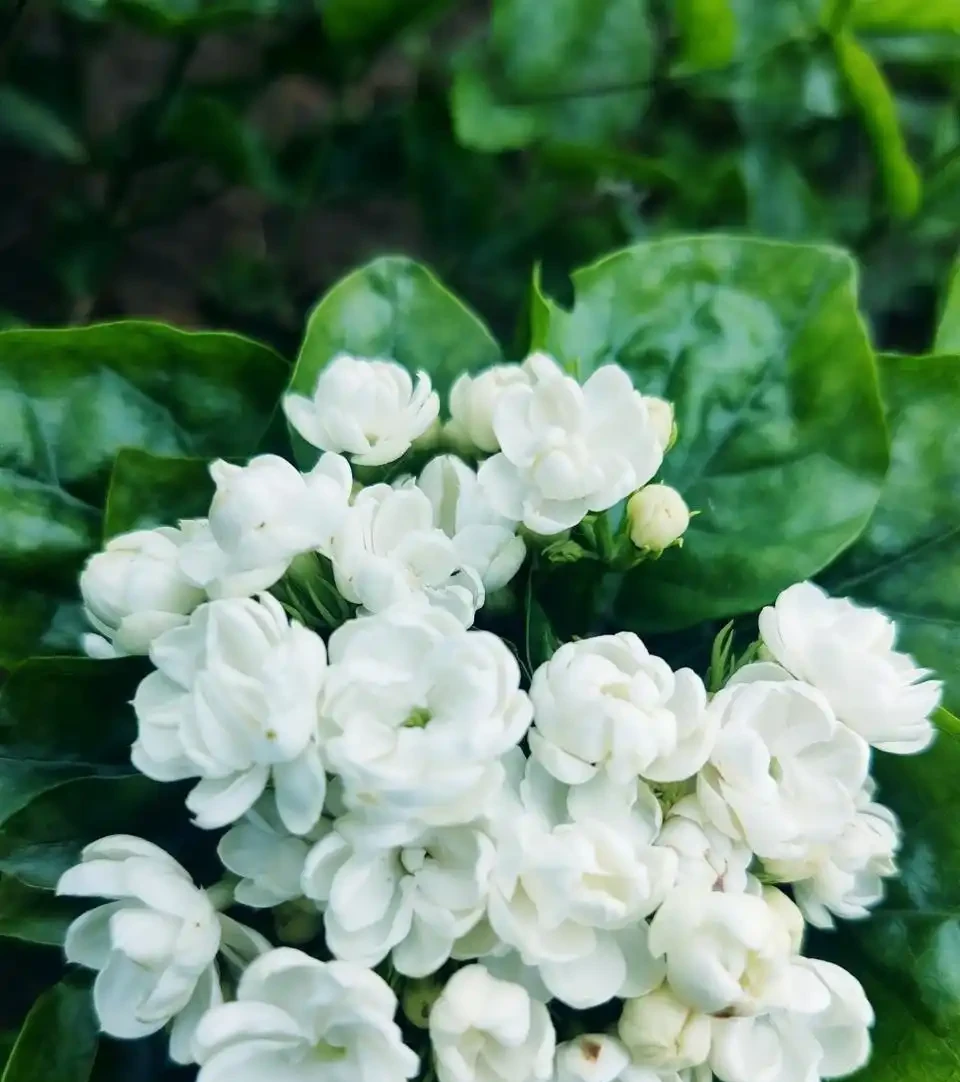 家裡養這8款芳香花,清馨不嗆鼻,連香水都省啦!
