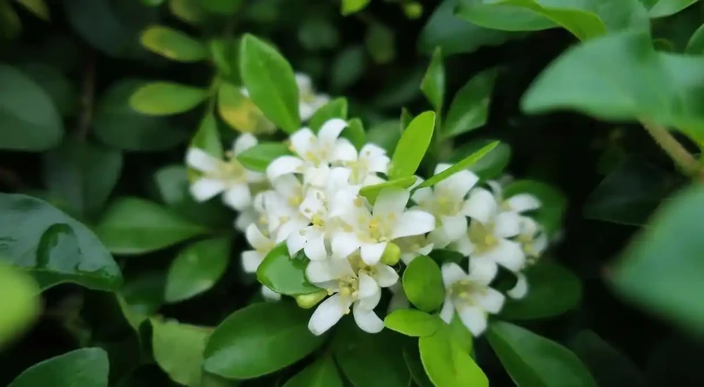 家裡養這8款芳香花,清馨不嗆鼻,連香水都省啦!