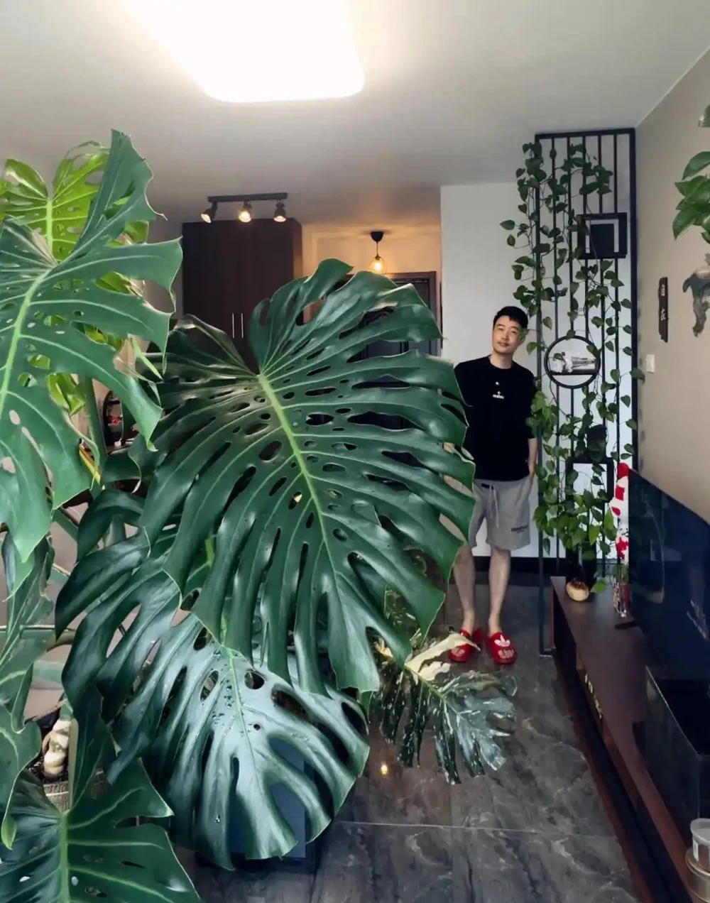 養了3年的龜背芋,大到可以當「窗簾」,網友:這個真的牛!