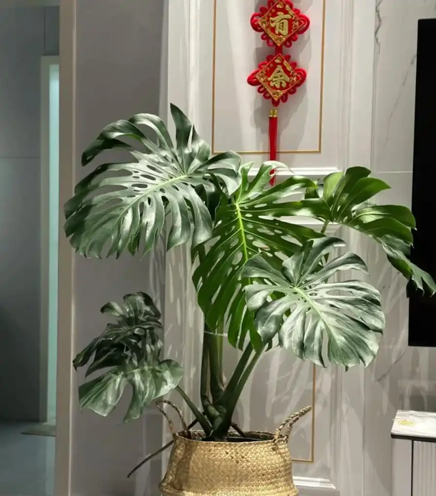 養了3年的龜背芋,大到可以當「窗簾」,網友:這個真的牛!