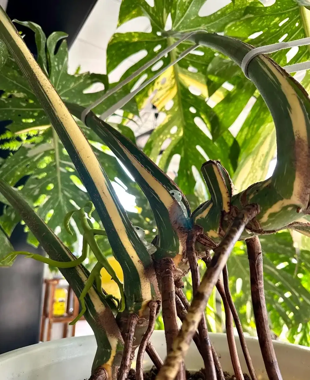養了3年的龜背芋,大到可以當「窗簾」,網友:這個真的牛!
