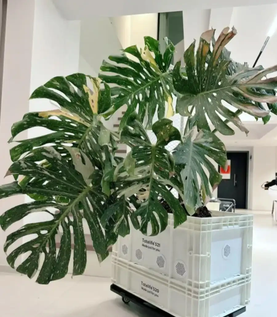 養了3年的龜背芋,大到可以當「窗簾」,網友:這個真的牛!