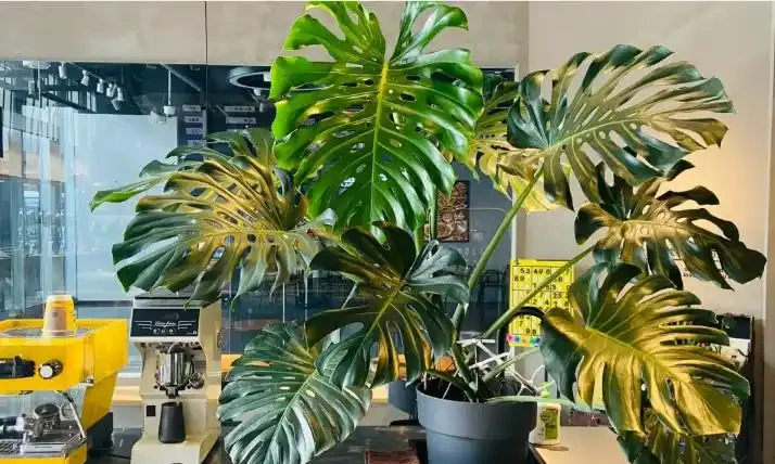 養了3年的龜背芋,大到可以當「窗簾」,網友:這個真的牛!
