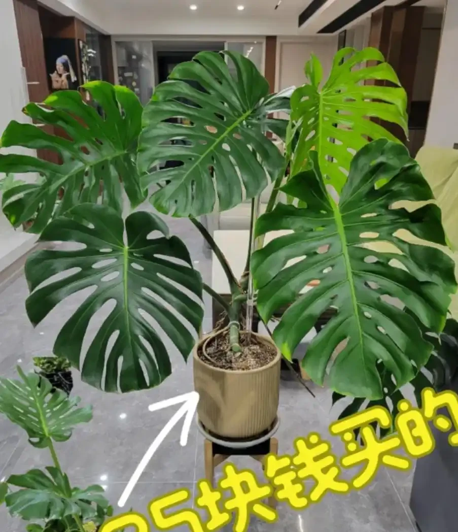養了3年的龜背芋,大到可以當「窗簾」,網友:這個真的牛!
