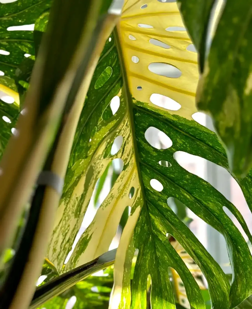 養了3年的龜背芋,大到可以當「窗簾」,網友:這個真的牛!