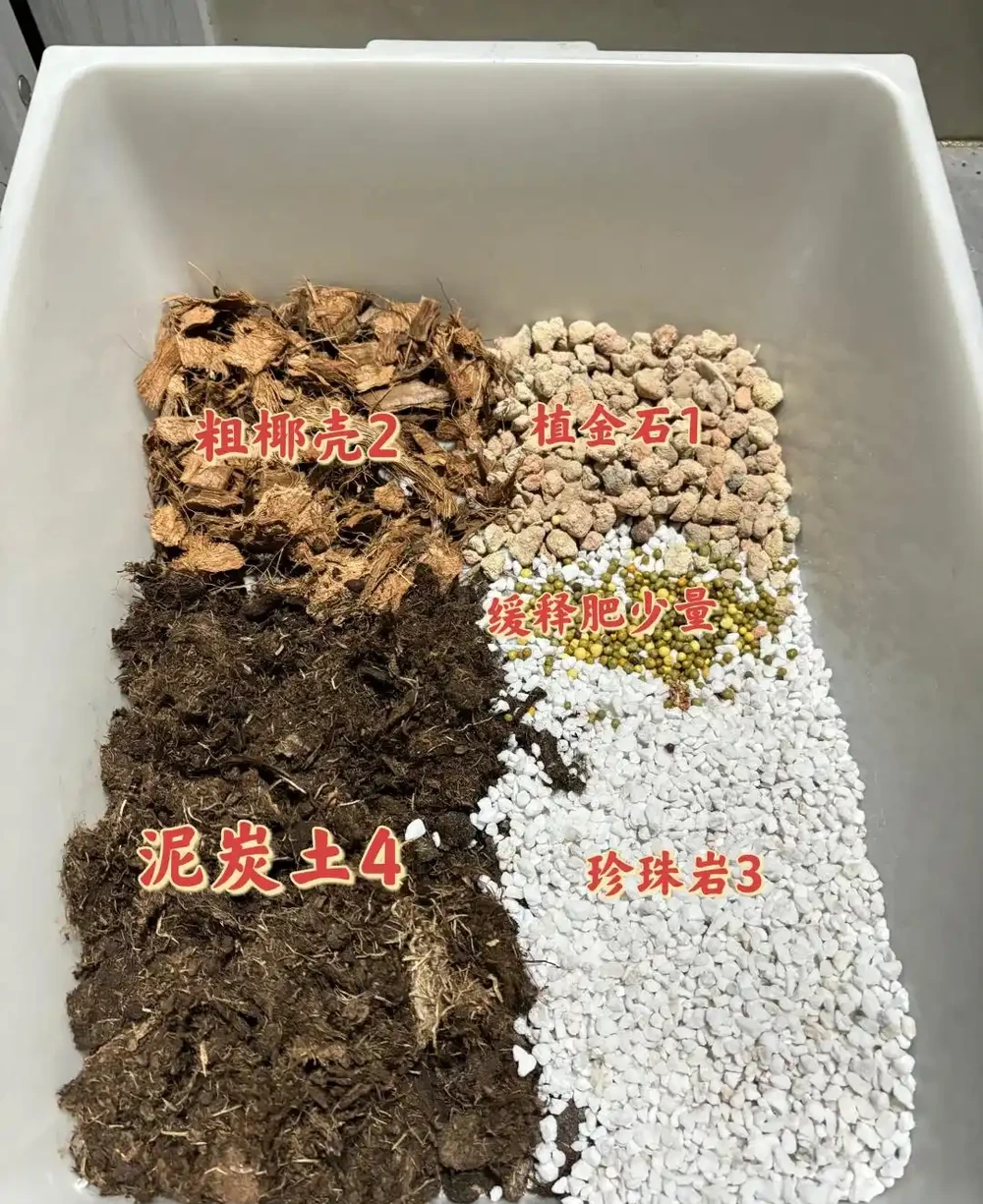 養了3年的龜背芋,大到可以當「窗簾」,網友:這個真的牛!