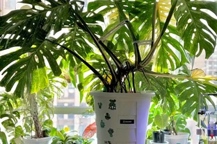 養了3年的龜背芋，大到可以當「窗簾」，網友：這個真的牛！